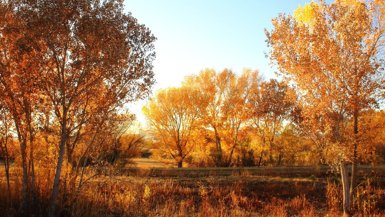 trees, forest, evening-7704406.jpg